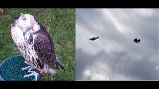 FALCONRY:FALCONS PURSUING THE ROCROW