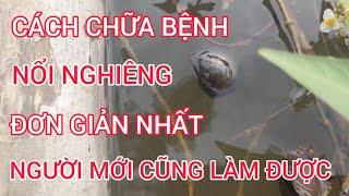 Cách Chữa Bệnh Nổi Nghiêng Cho Ốc Nhồi, Người Mới Nuôi Cũng Làm Được#8|ỐC NHỒI BẮC GIANG TV