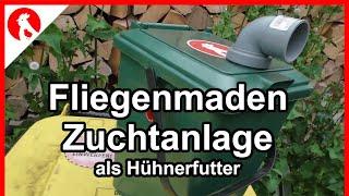 F231 Maden-Farm  für Hühner - ich hätte fast geko*zt... - Fliegenmaden für Hühner Futter