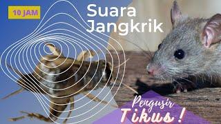 Suara Jangkrik Pengusir Tikus, Ampuh