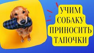 Учим собаку приносить тапочки.