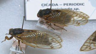 Chicago advised to prepare for billions of cicadas this spring