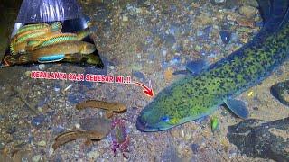 MENGERIKAN..!! SEMUA PENGHUNI SUNGAI INI KELUAR || Mancing Ikan Channa Limbata Disungai Halam Hari