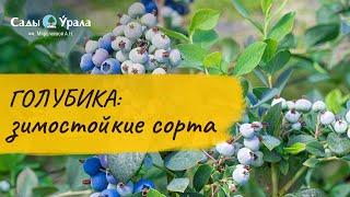 Обзор каталога: Голубика