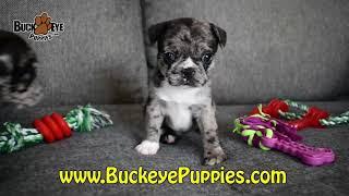 Frug Puppies