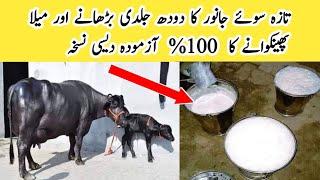 Desi Formulla to Increase Milk of  Freshly Calved Dairy Cow and Buffalo ll Meela Phainkvany k Nuskha