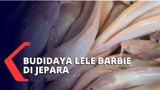 Viral Budidaya Ikan Lele Pink di Jepara!