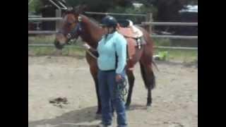 Irish in the Round Pen