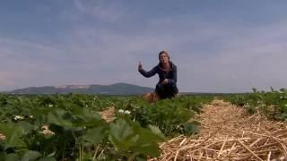 Eper (szamóca) termesztése, ültetése, gondozása - Kertbarátok - Kertészeti TV - műsor