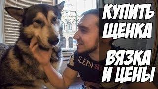 Купить щенка | Купить котёнка | Вязка собак | Щенок хаски цена