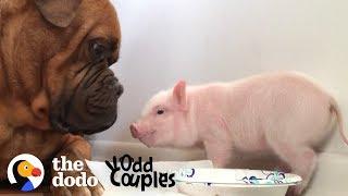 Watch This 135 Pound Dog Fall in Love with a Tiny Piglet | The Dodo Odd Couples