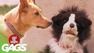 Stuffed Dog Attacks Real Dog Prank