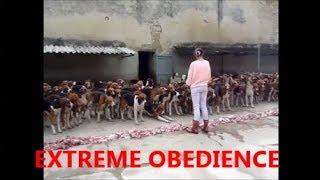 BEST trained and disciplined dogs | ABSOLUTE control | EXTREME obedience