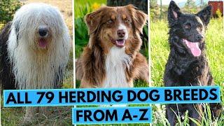 ALL Herding Dog Breeds in One Video (From A to Z)