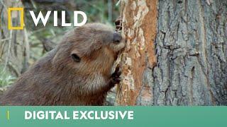 Beavers Scurry To Build Their Winter Home | World's Weirdest | National Geographic WILD UK