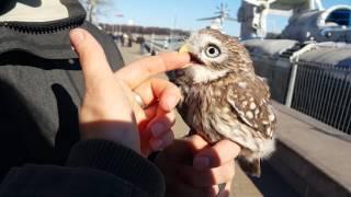 Сова нежная. Ожидание и реальность. Домовый сыч Юйня.