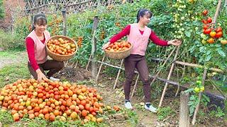 Use 3-Wheeled Vehicle To Harvesting Lots Of Tomatoes Goes To The Market Sell - Farm Life