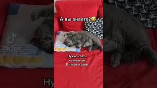 ура выходные #приколы #юмор #лучшеетикток #смехдослех #shorts