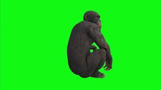 Funny Monkey Green Screen