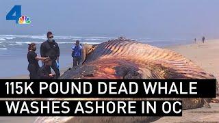 115K Pound Dead Whale Washes Ashore in Orange County Beach | NBCLA
