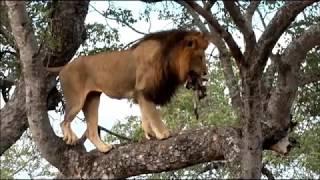 SafariLive Jan 26/27 - A tree-climbing male lion!  And a smart Leopard mom!