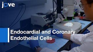 Endocardial and Coronary Endothelial Cells Isolation from Heart | Protocol Preview