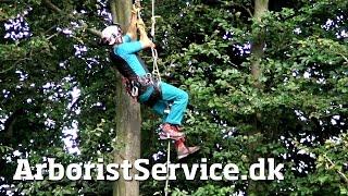 Rope Walking Setup with Petzl Croll and Pantin (DRT) - Tree Climbing Arborist