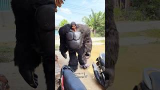 Tutorial Memakai Costum King Kong