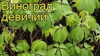 Виноград девичий. Краткий обзор, описание характеристик, где купить крупномеры, саженцы