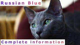 Russian Blue. Pros and Cons, Price, How to choose, Facts, Care, History