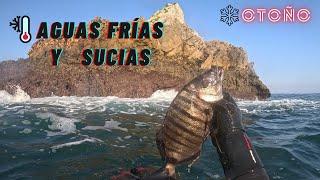 PESCA SUBMARINA en OTOÑO. Aguas frías y sucias