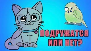 МОЖНО ЛИ ЗАВЕСТИ КОШКУ И ПОПУГАЯ В ОДНОЙ КВАРТИРЕ | ПОДРУЖИТСЯ КОТ С ПОПУГАЕМ ИЛИ НЕТ