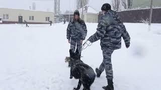 В Липецке полицейские-кинологи необычно поздравили своих коллег с  8 марта