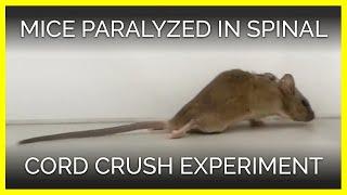 Mice Paralyzed in Spinal Cord Crush Experiment