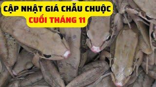 Cập Nhật Giá Chẫu Chuộc Thương Phẩm Cuối Tháng 11 - Trại Giống Đông Sơn