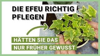 Tipps für die Efeu Pflege - Hedera Helix