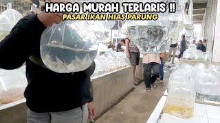 HARGA MURAH TERLARIS‼️PASAR IKAN HIAS PARUNG‼️