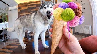 НЕ ПОВТОРЯТЬ! За сколько ЛИЗКОВ собака слижет Мороженое ? / husky licks challenge