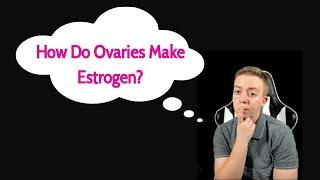 How Do Ovaries Make Estrogen?