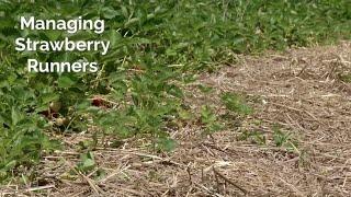 Managing Strawberry Runners