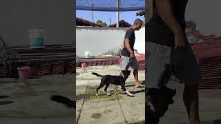 Três Dicas para o cachorro parar de puxar no passeio!