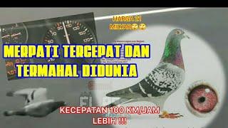 Merpati tercepat dunia sekaligus termahal didunia kecepatan mencapai 100km/jam lebih