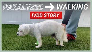 IVDD in Dogs: SNOWFLAKE CAN WALK AGAIN!