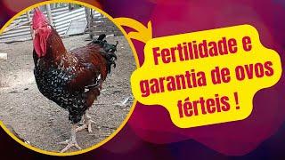 Fertilidade e garantia de ovos férteis, problema com cliente