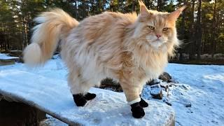 Buster the Puss in Boots!