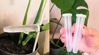 How to get your #monstera to produce new growth