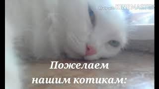 С днем кошек!!!Клип про кошек.