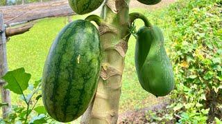It is unthinkable that using this technique can reproduce papaya trees with fruit watermelon 100%