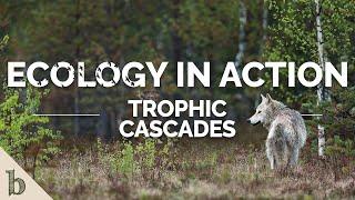 Trophic Cascades | Ecology In Action