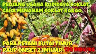 PELUANG USAHA BUDIDAYA COKLAT CARA MENANAM COKLAT KAKAO, PARA PETANI KUTAI TIMUR RAUP OMSET2,1MILIAR